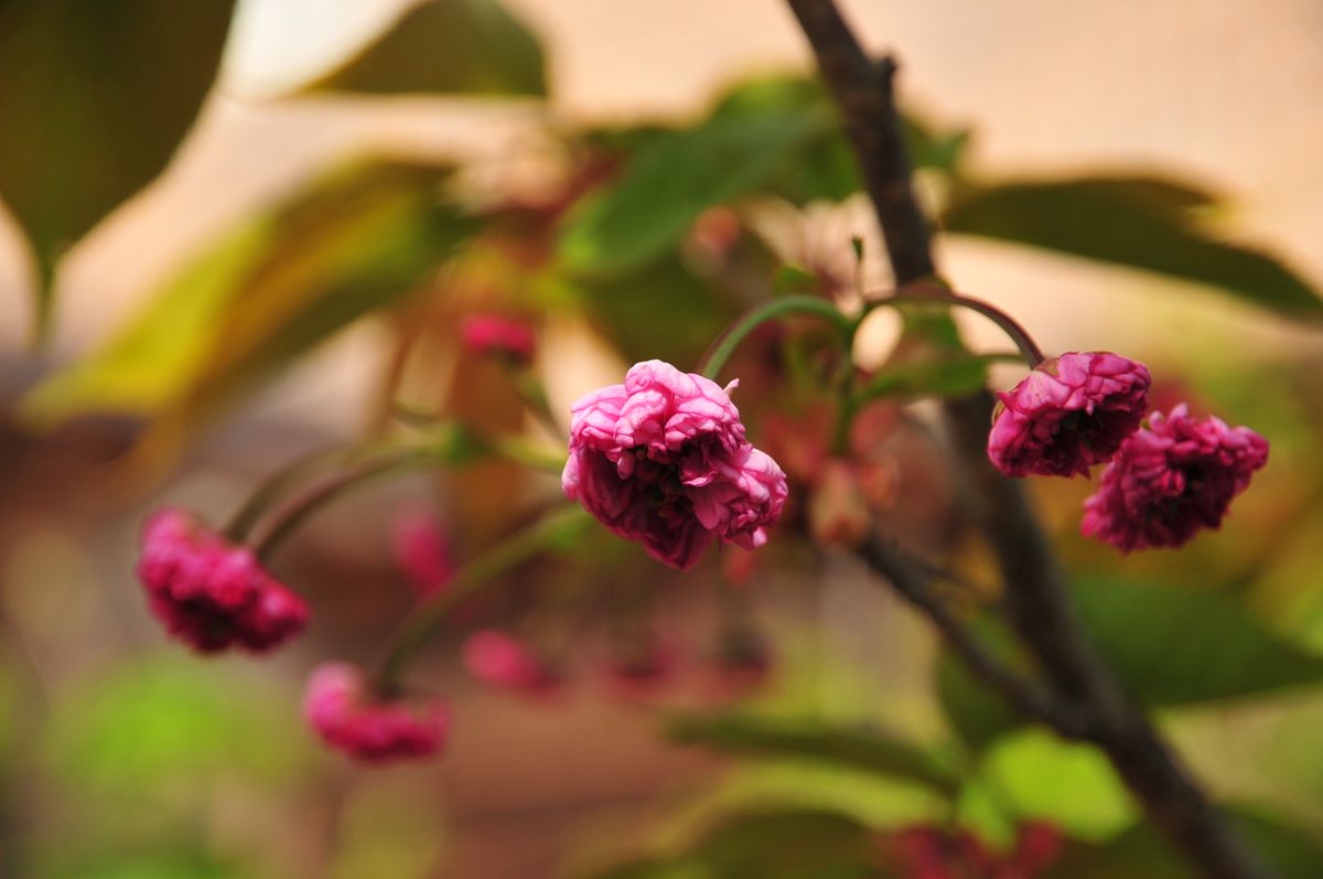 兼六園菊桜