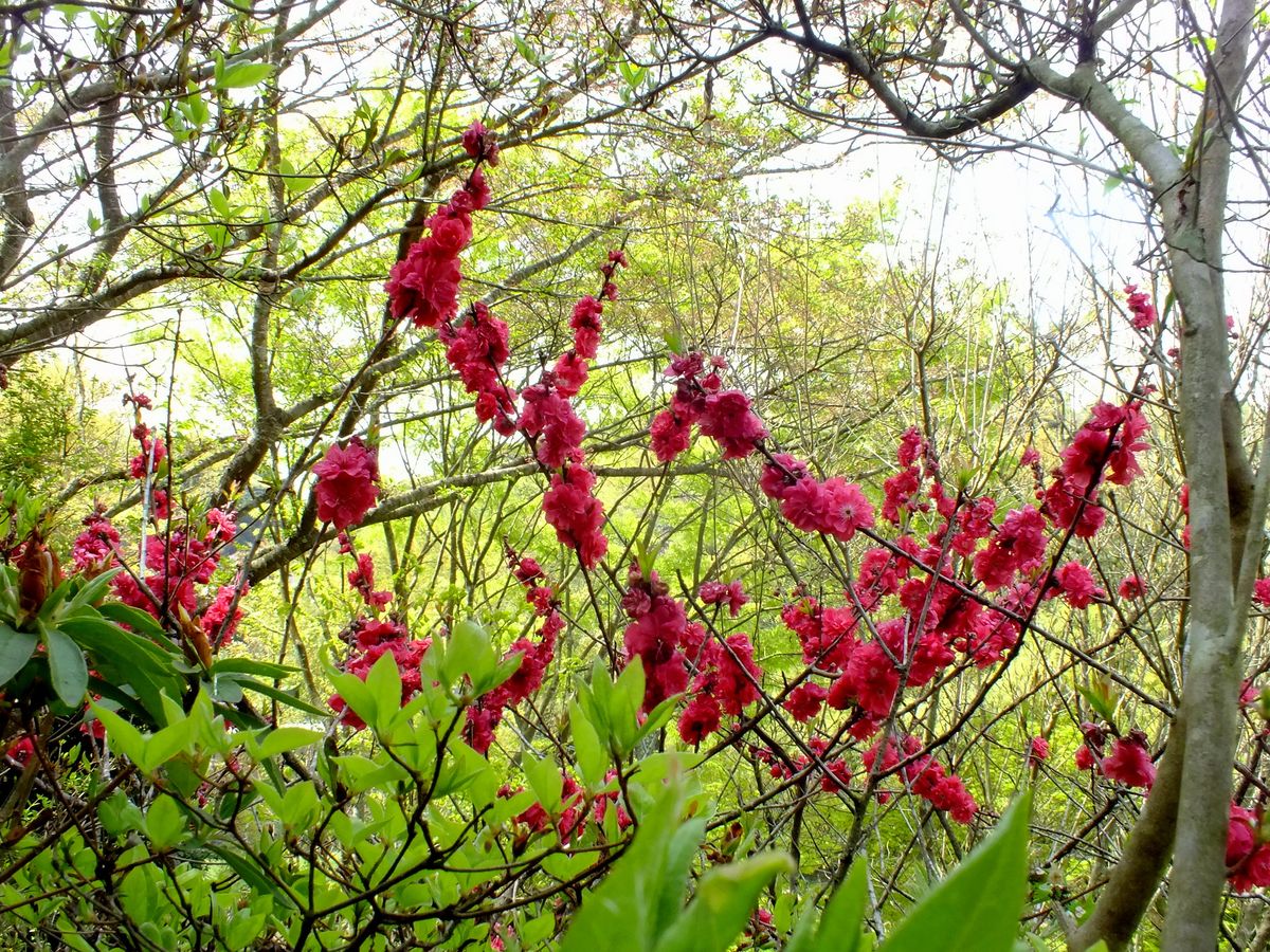 にわの花木