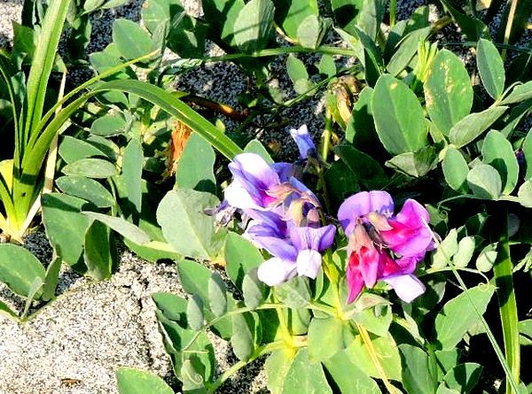 早春の浜の植物