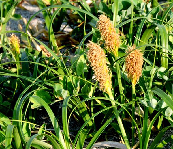 早春の浜の植物