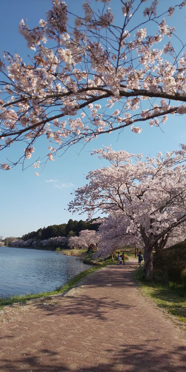 お花日和🌼