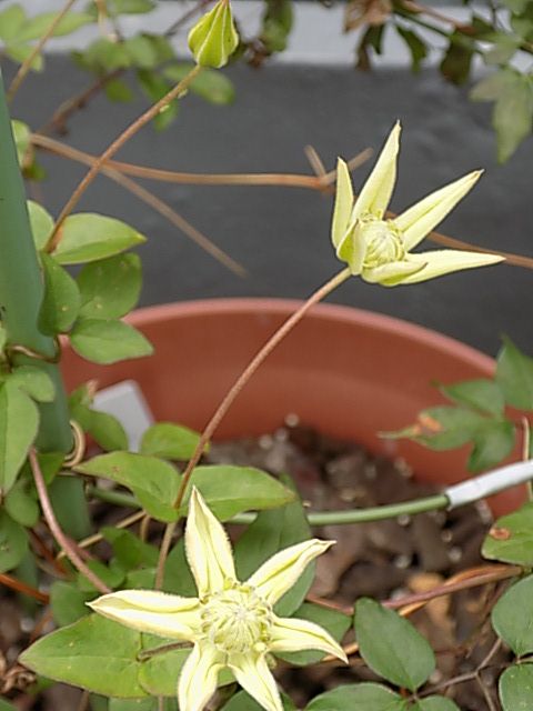 雨の前に