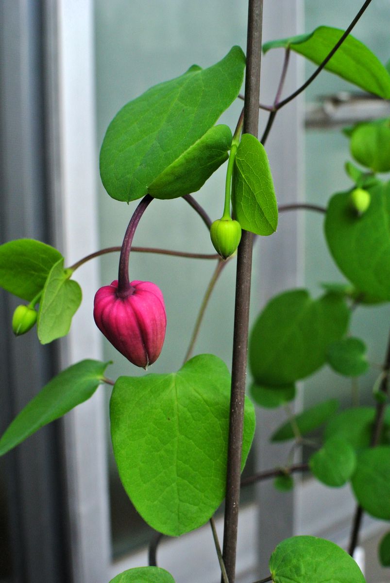 今日の花。①(19/04/23) (^O^)