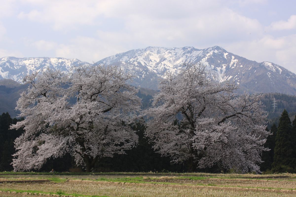 阿賀町「黒岩の夫婦桜」