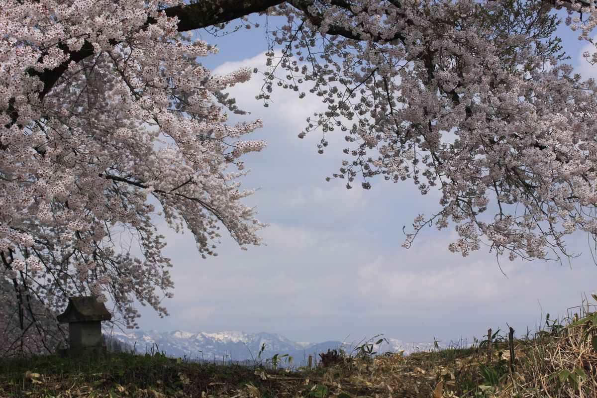 阿賀町「黒岩の夫婦桜」