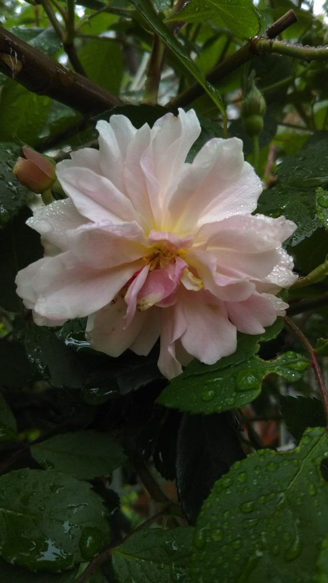 雨あがりの朝です💮