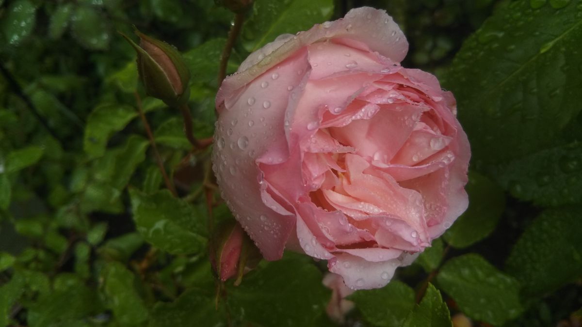 雨あがりの朝です💮