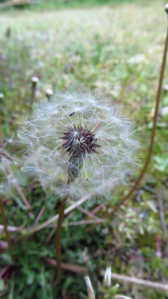 野草いろいろ～