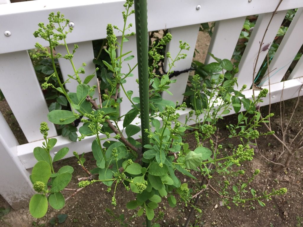 初スモークツリーの花目？