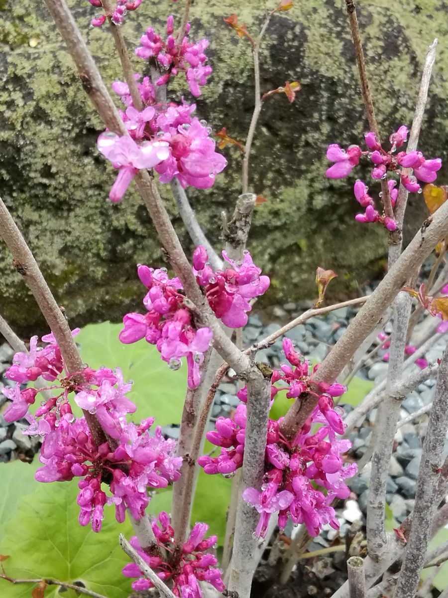 雨上がりの朝のピンクのお花💗