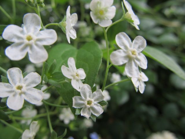 白いお花はしっくりくる♪