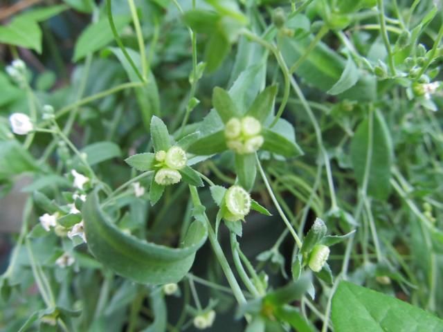 白いお花はしっくりくる♪