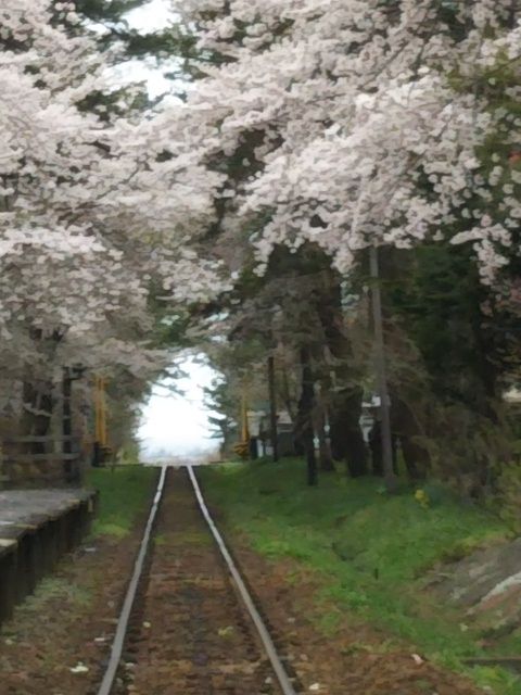 3泊4日の東北さくらを愛でる旅　⓵