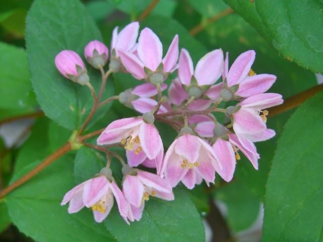 バラやクレマチス以外の花