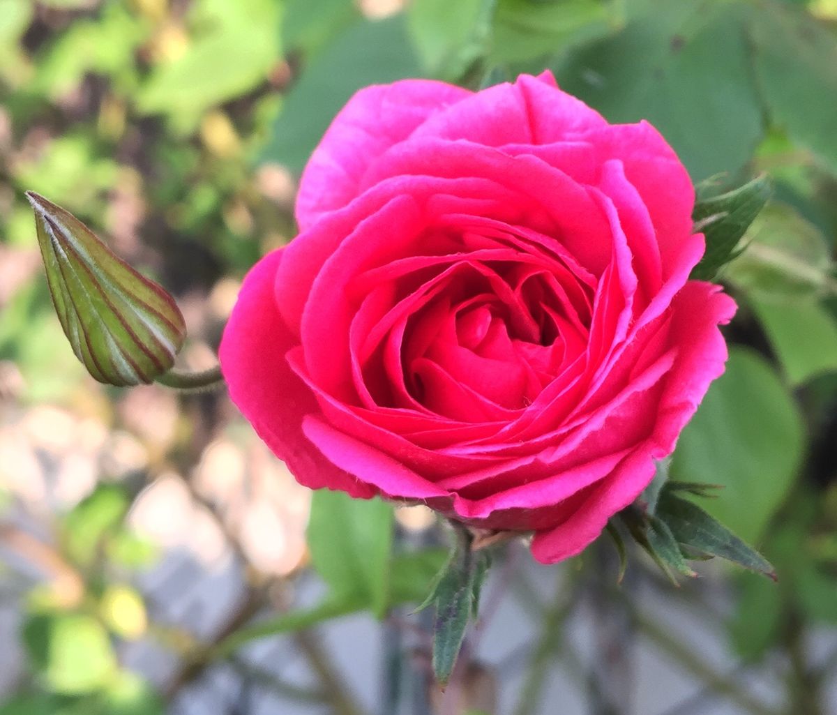 今日の薔薇