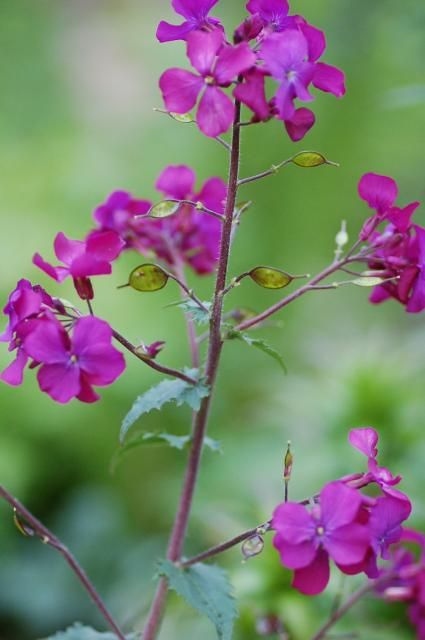 花の名前がわからないのです