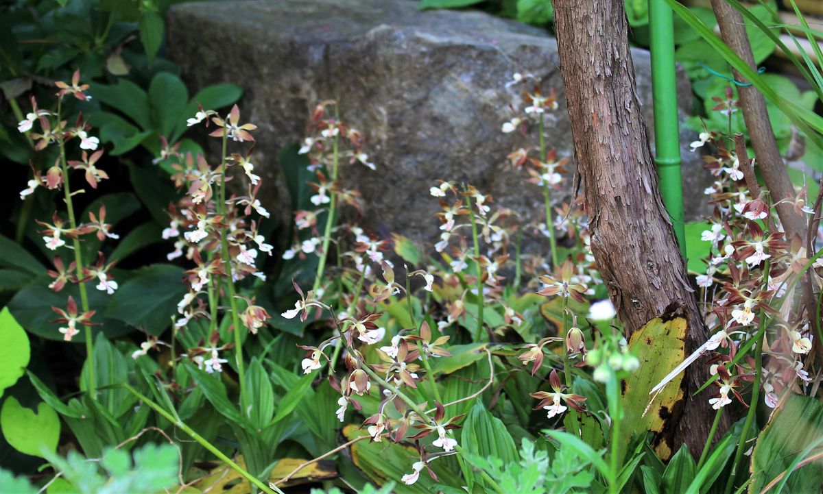 草花たち