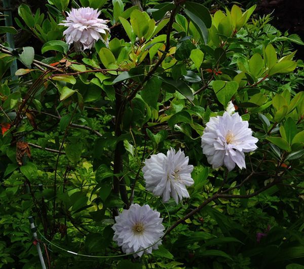 今日の庭から～多肉植物の花～