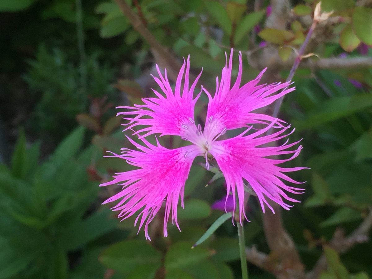 庭の花〜