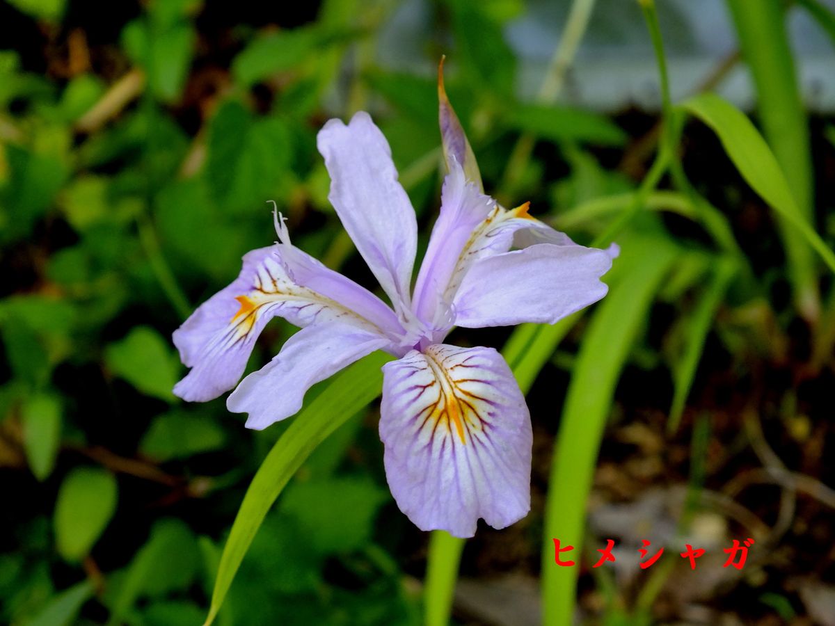 庭の花