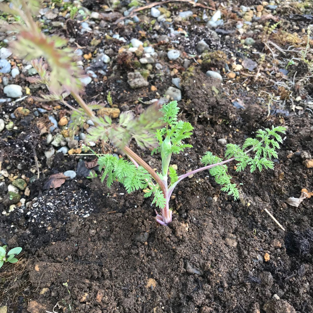 今シーズン初の花屋さんへ