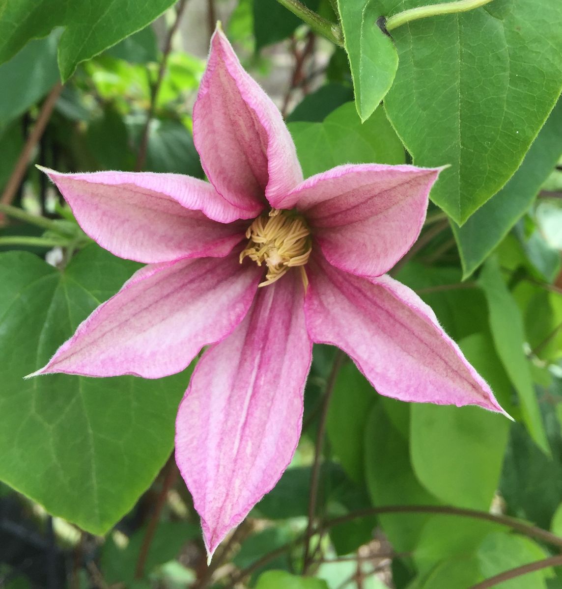 今日の花