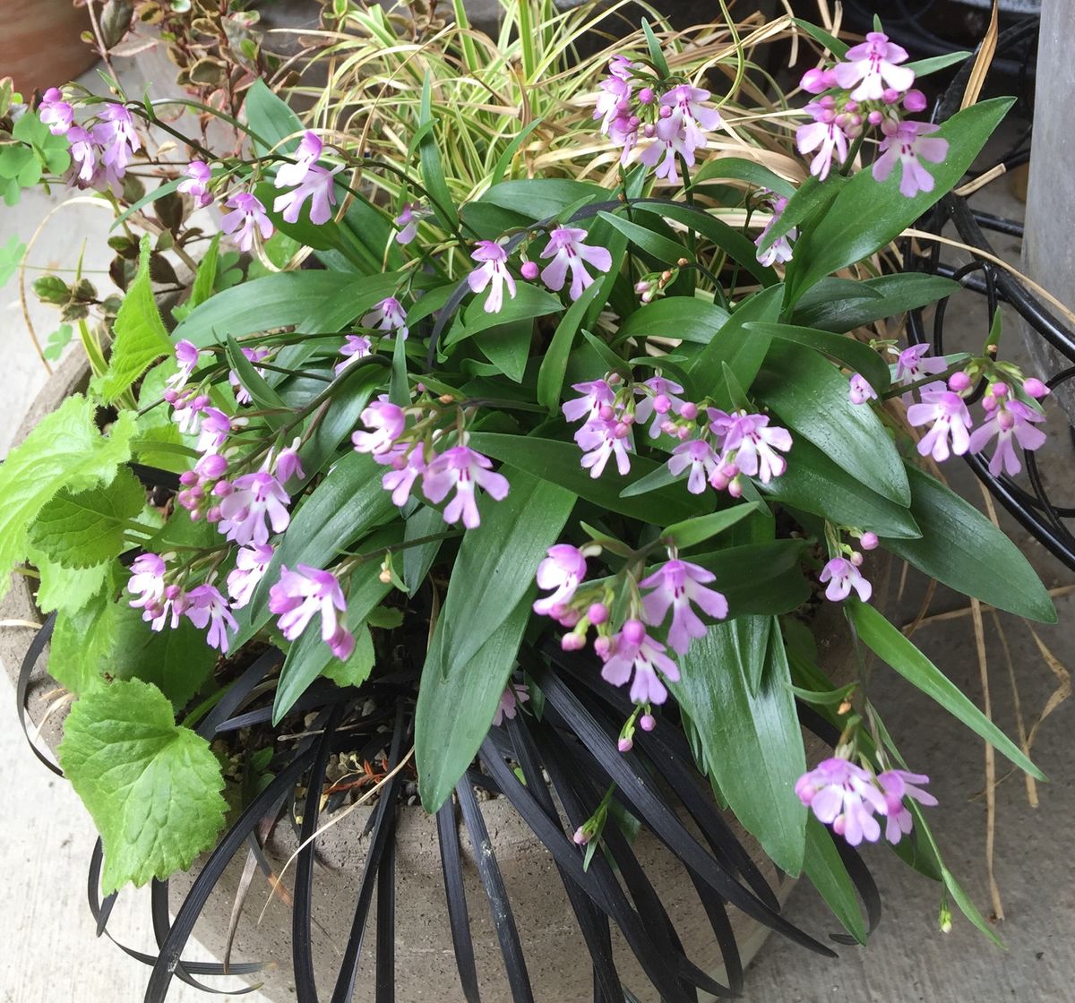 今日の花