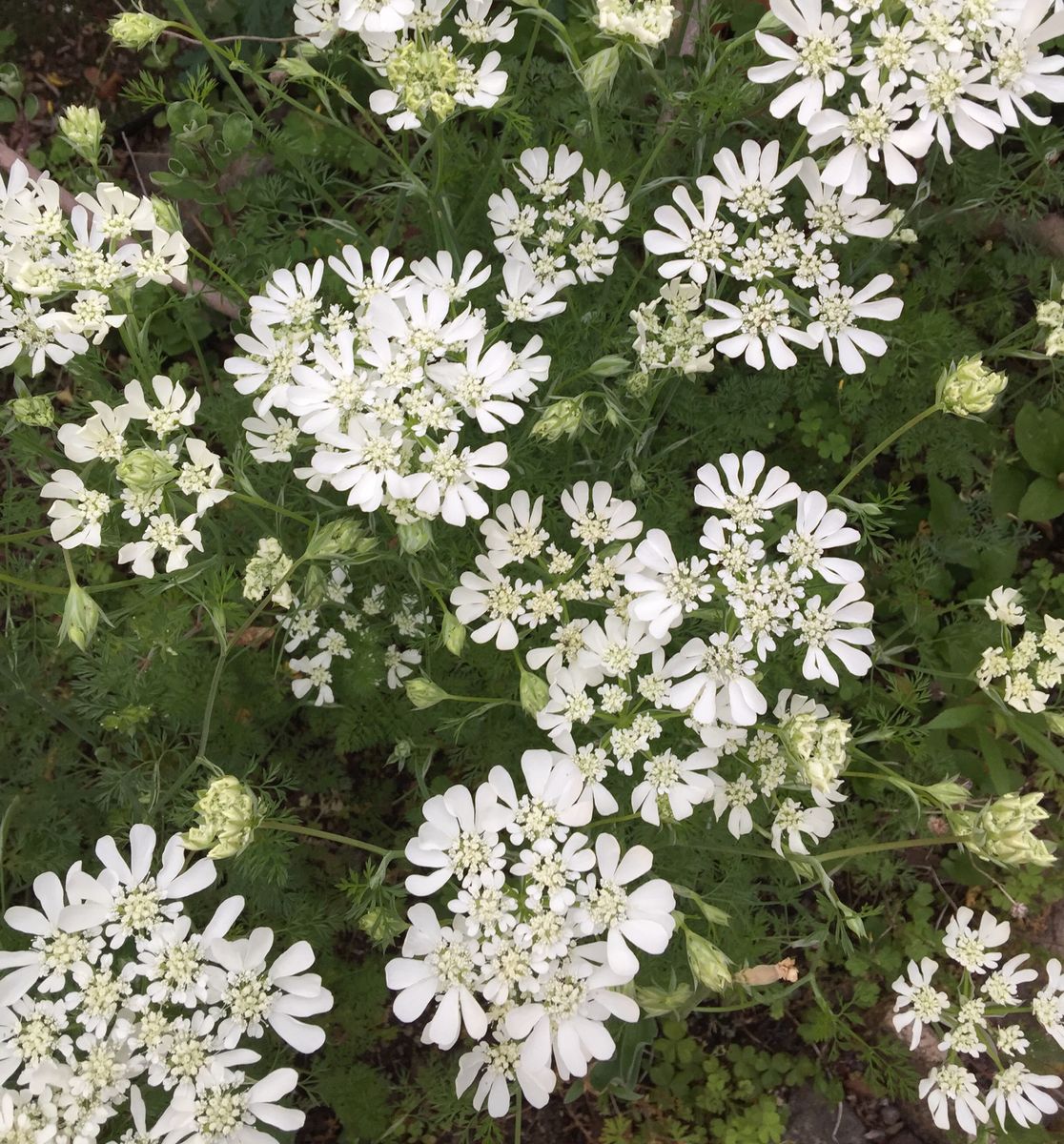 今日の花  ２