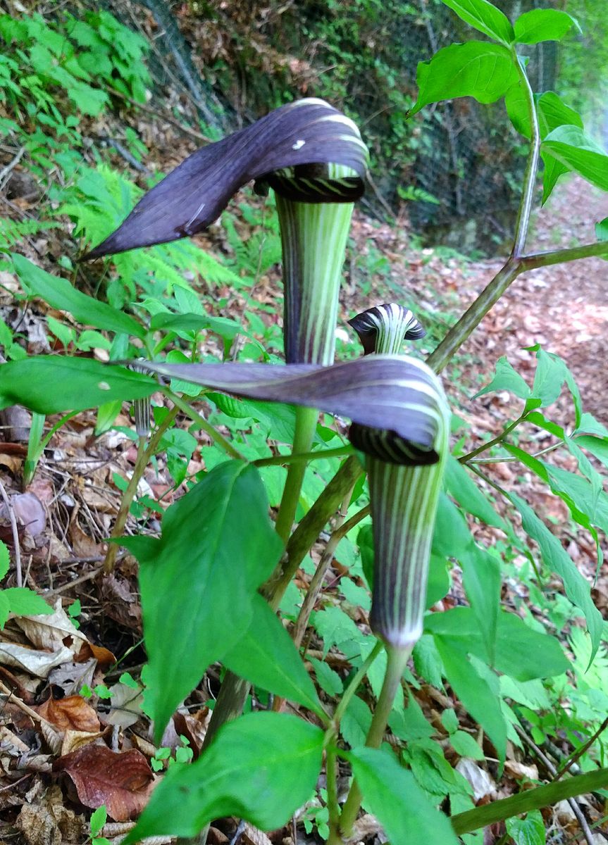 🌱今シーズン第３回目の山菜採り🌱⤴