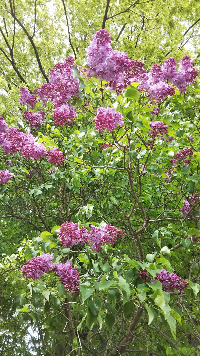 今朝の公園の花たち