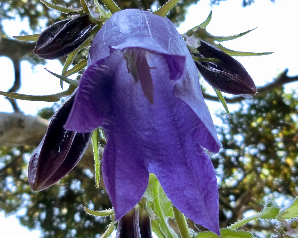 青花ホタルブクロ