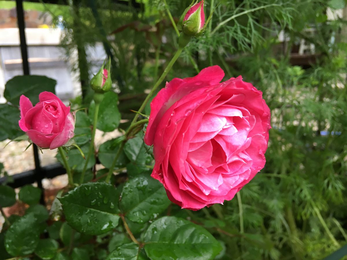 雨に咲く🌹