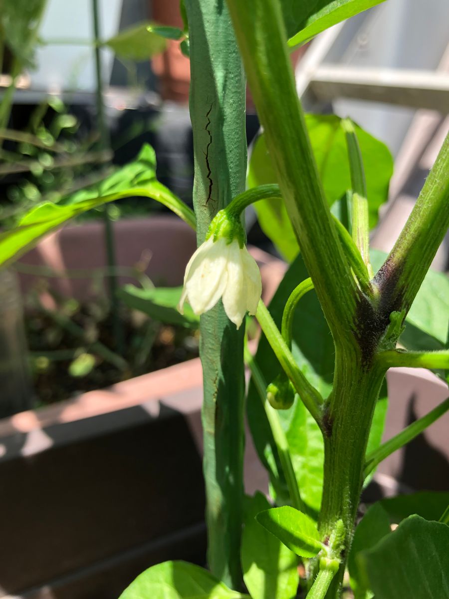 春の夏野菜祭り続３