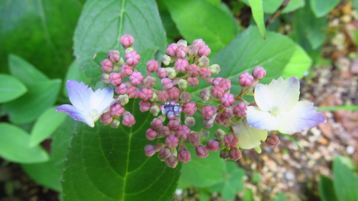 裏庭の山アジサイ二種