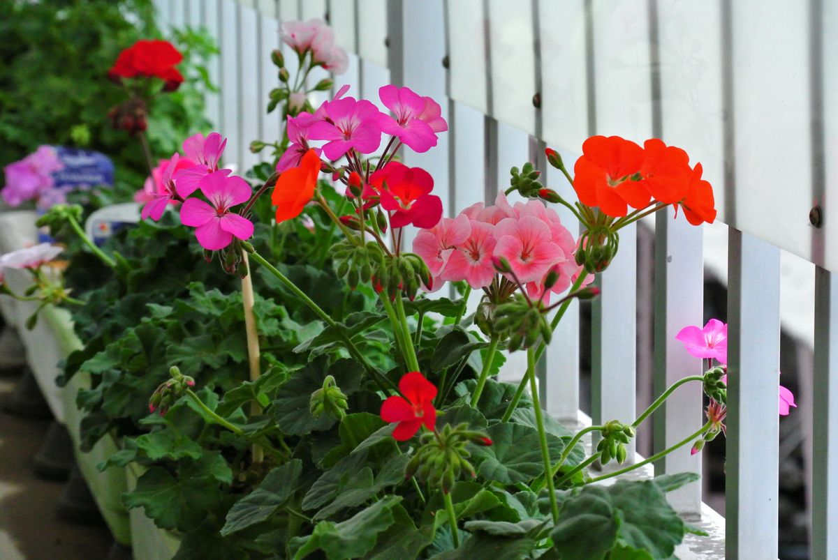 今日の花。(19/05/18) (^-^)