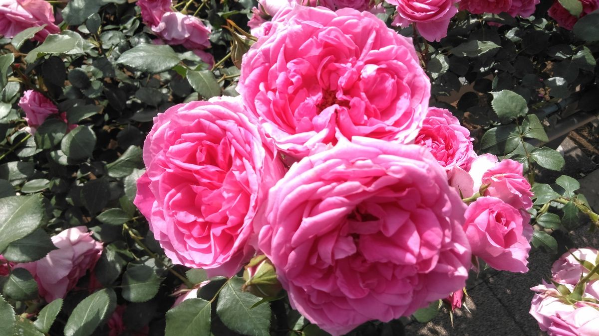 神代植物公園の薔薇３