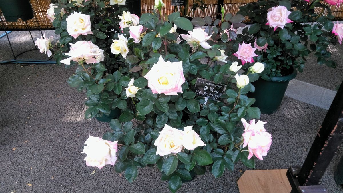 神代植物公園の薔薇４