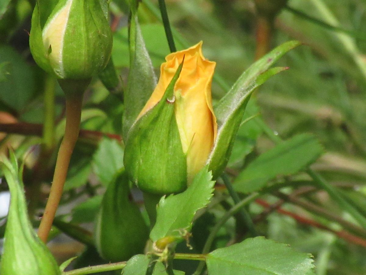 由愛(ゆめ)の花日記♪