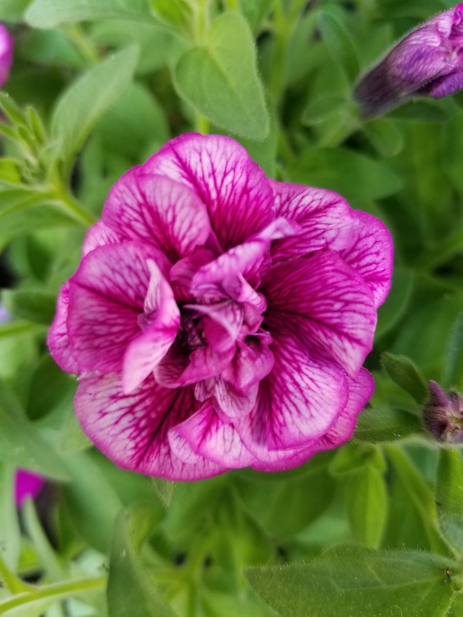 アマリリス🌺ペチュニア🌺気になる紫陽花💠