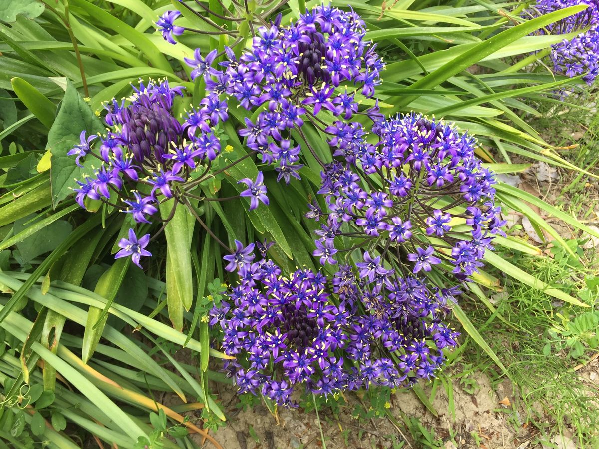 薬用に利用する芍薬だそうです