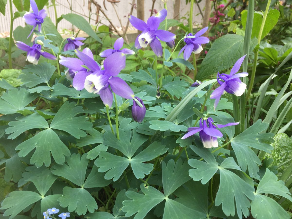 薬用に利用する芍薬だそうです