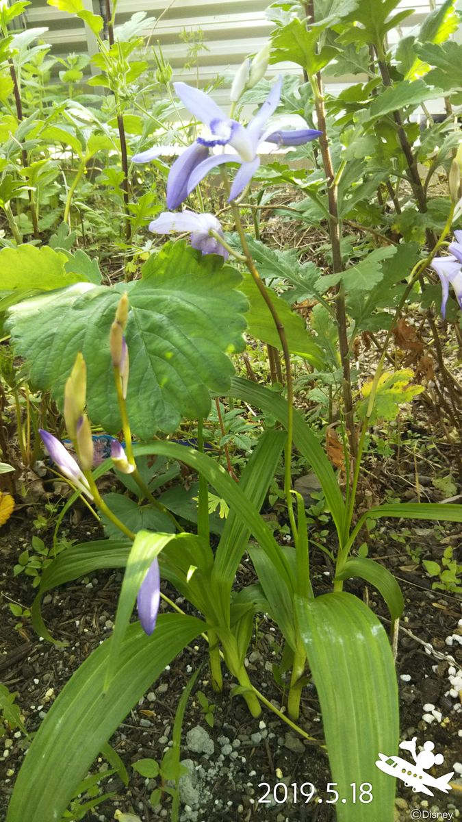 雨の日は草花で(*´▽｀*)