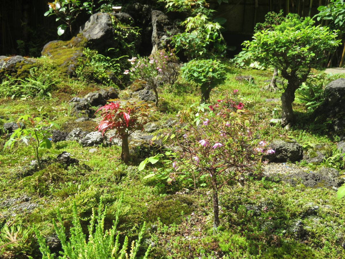 緑あふれる縮景苔庭