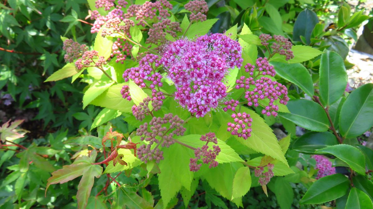 今 家で一番勢いのある🌸黄金下野