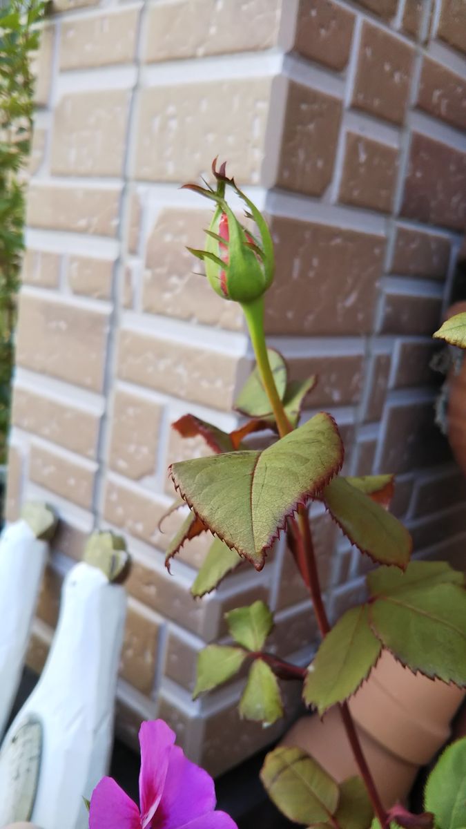 前から育ててるオレンジのバラ🌹