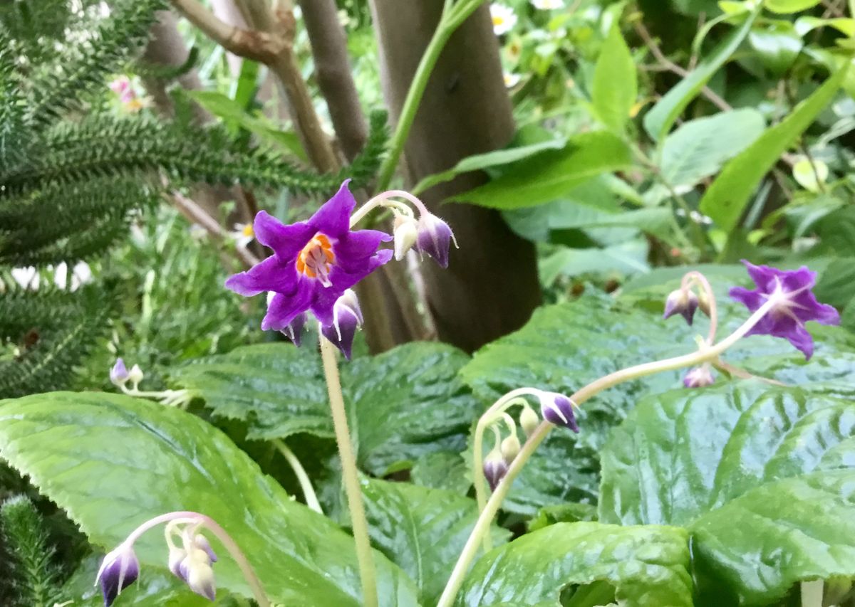 イワタバコが咲き始めました🌿