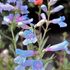 Geranium Pyrenaicum 'Bill Wallis