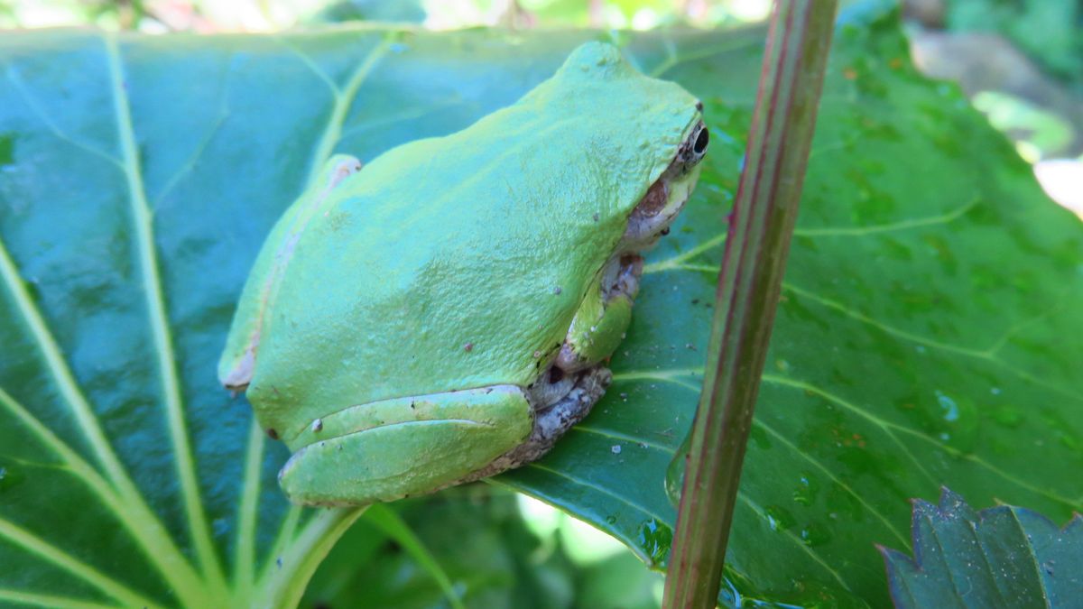 こんにちは～アマガエル君