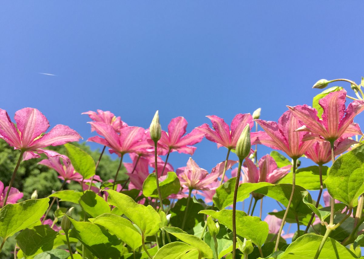 筑波実験植物園 クレマチス園公開♪