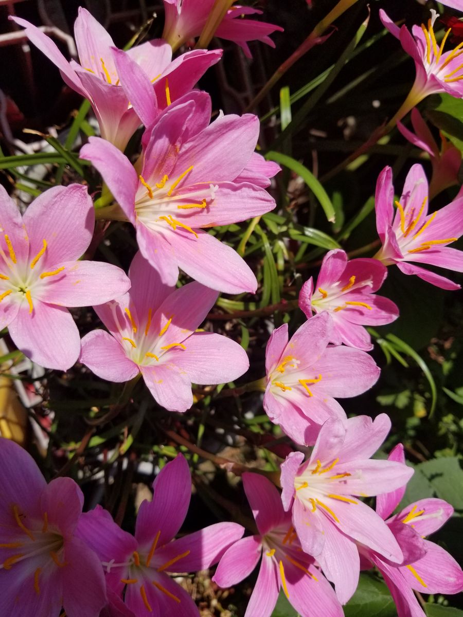 バラ🌹ハイビスカス🌺名前不明のピンクの花🌸